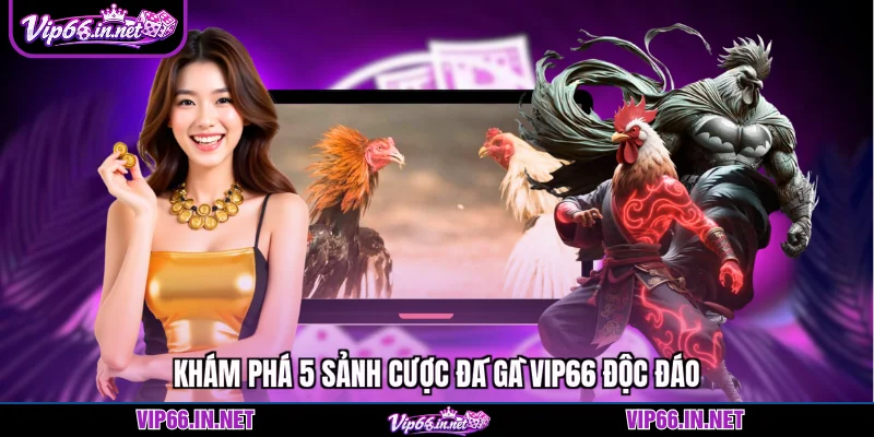 Khám phá 5 sảnh cược đá gà VIP66 độc đáo