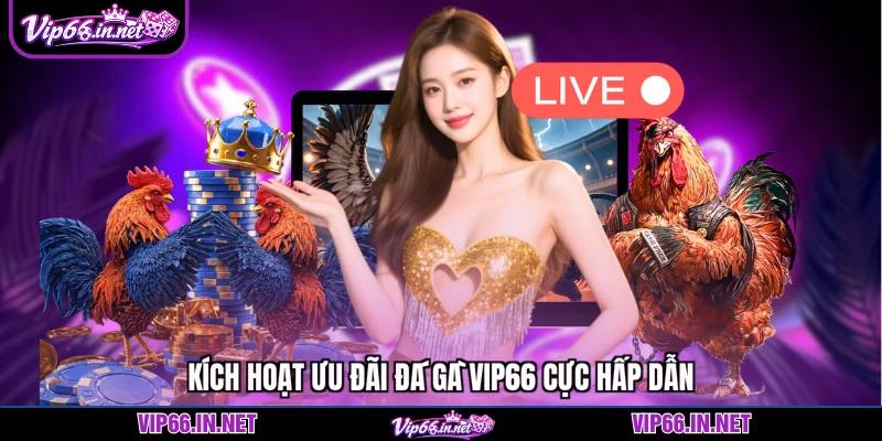 Kích hoạt ưu đãi đá gà VIP66 cực hấp dẫn